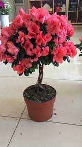 Product: Azalea - Rhododendron spp.